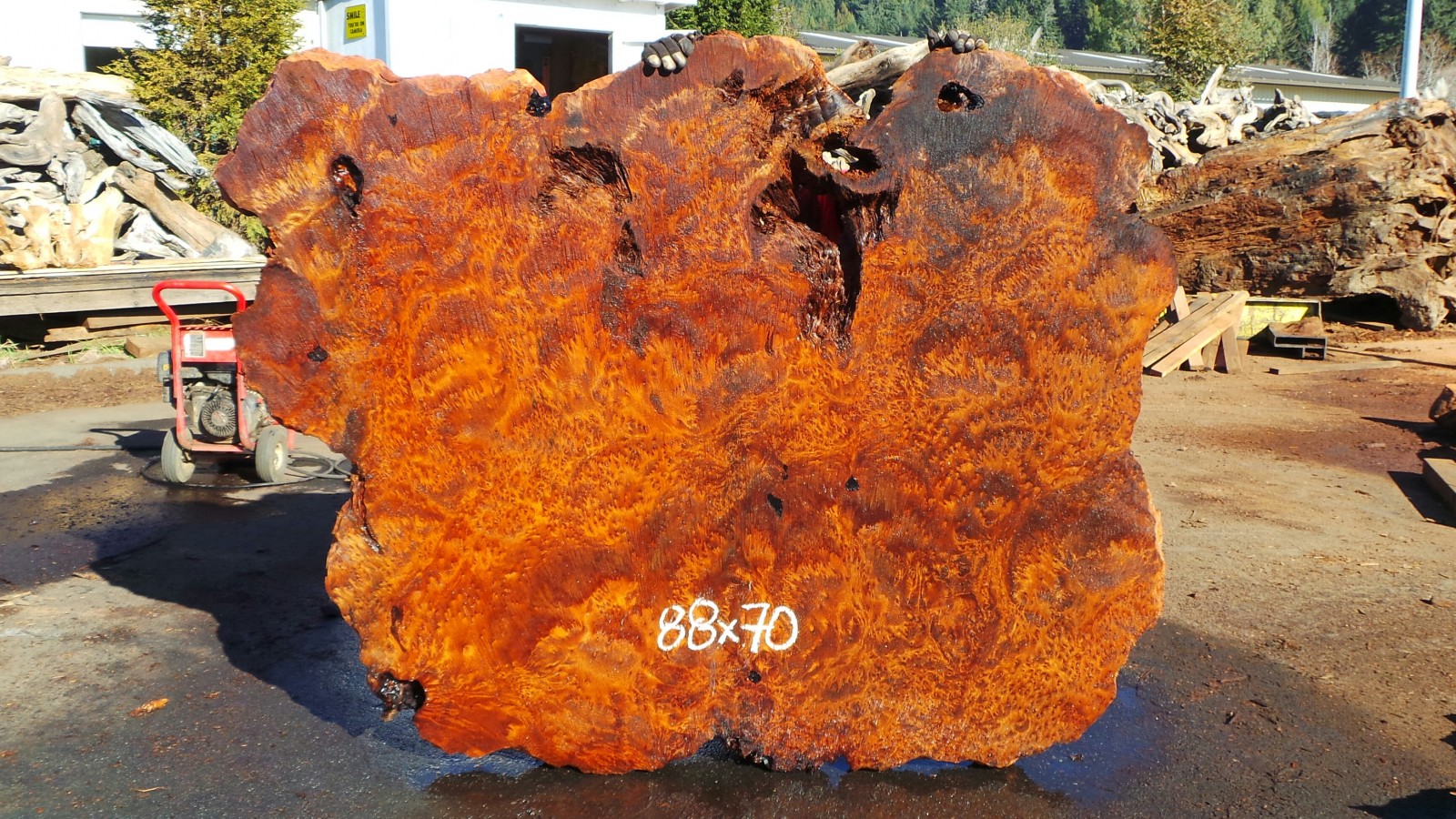 Redwood Burl Wood Slabs