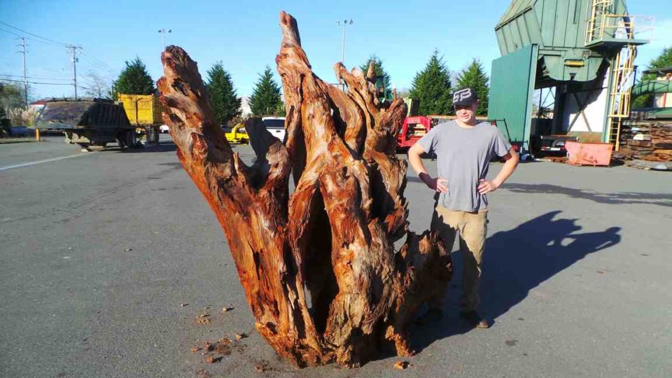 Redwood Landscape Pieces – Redwood Burl Inc.