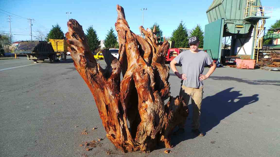 8 Ft. Tall Redwood Real Wood Landscape Roots