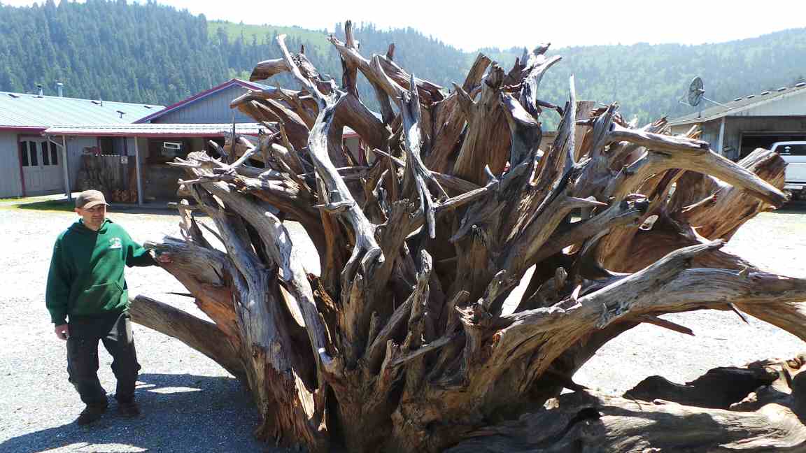 Giant Redwood for Tree Landscape Design Ideas