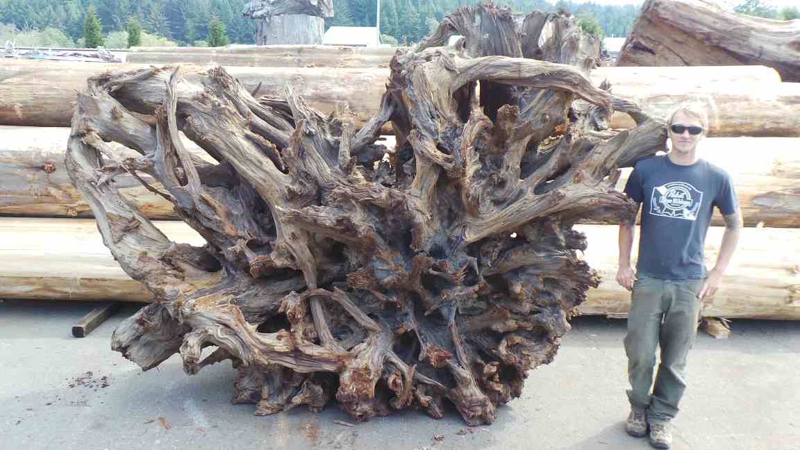 Wood Root System Landscape