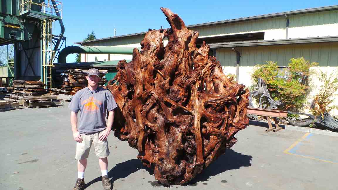 Redwood Real Tree Yard Decor - Burl Sculpture - Tree Roots Systems