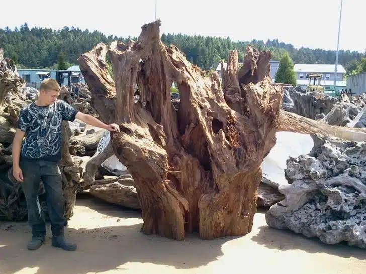 Old growth Raw Wood Carving Material and Supply - Decorative Yard Wood Stumps