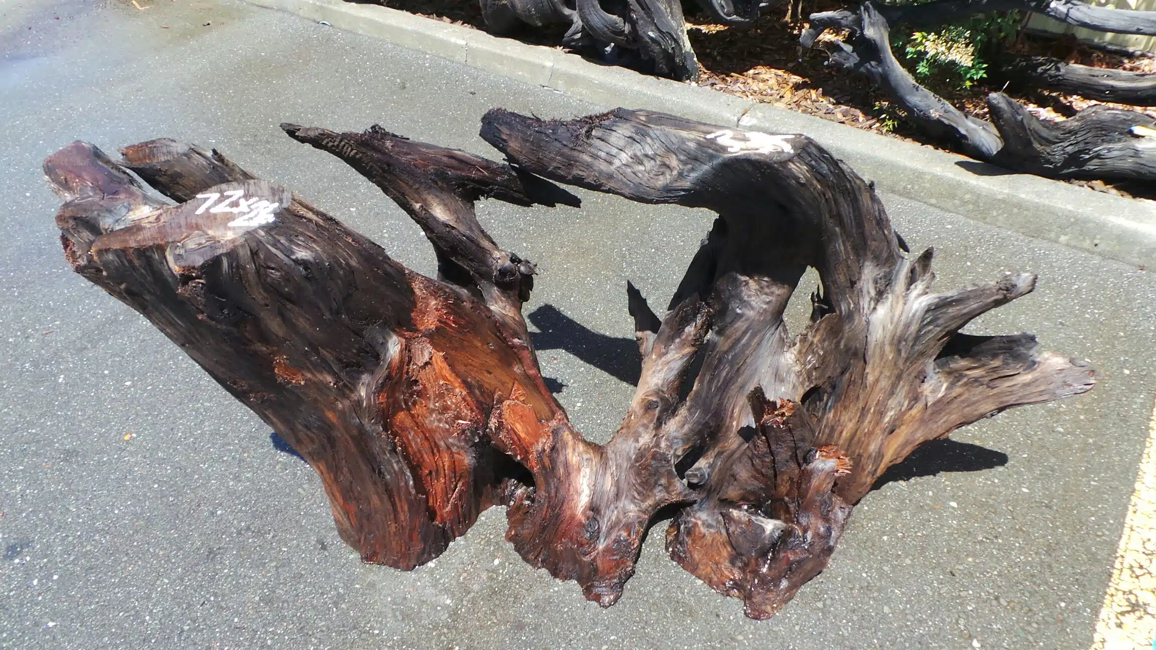 Root Table Bases - Redwood Stumps for Sale