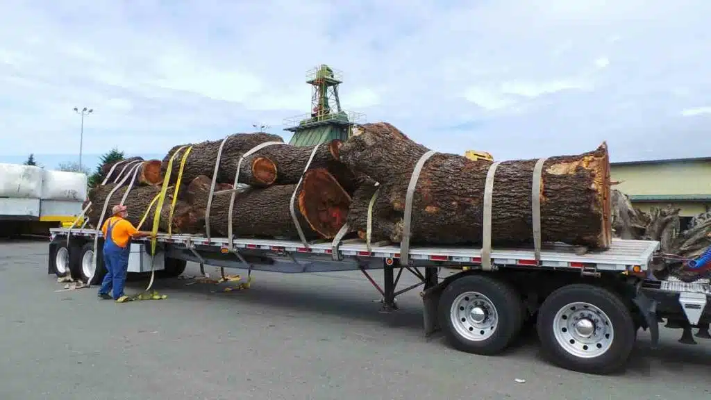 Multiple tree stumps strapped to trailer