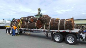 Ethical Salvaging of Redwood Trees and Burl - Logs loaded on trailer.