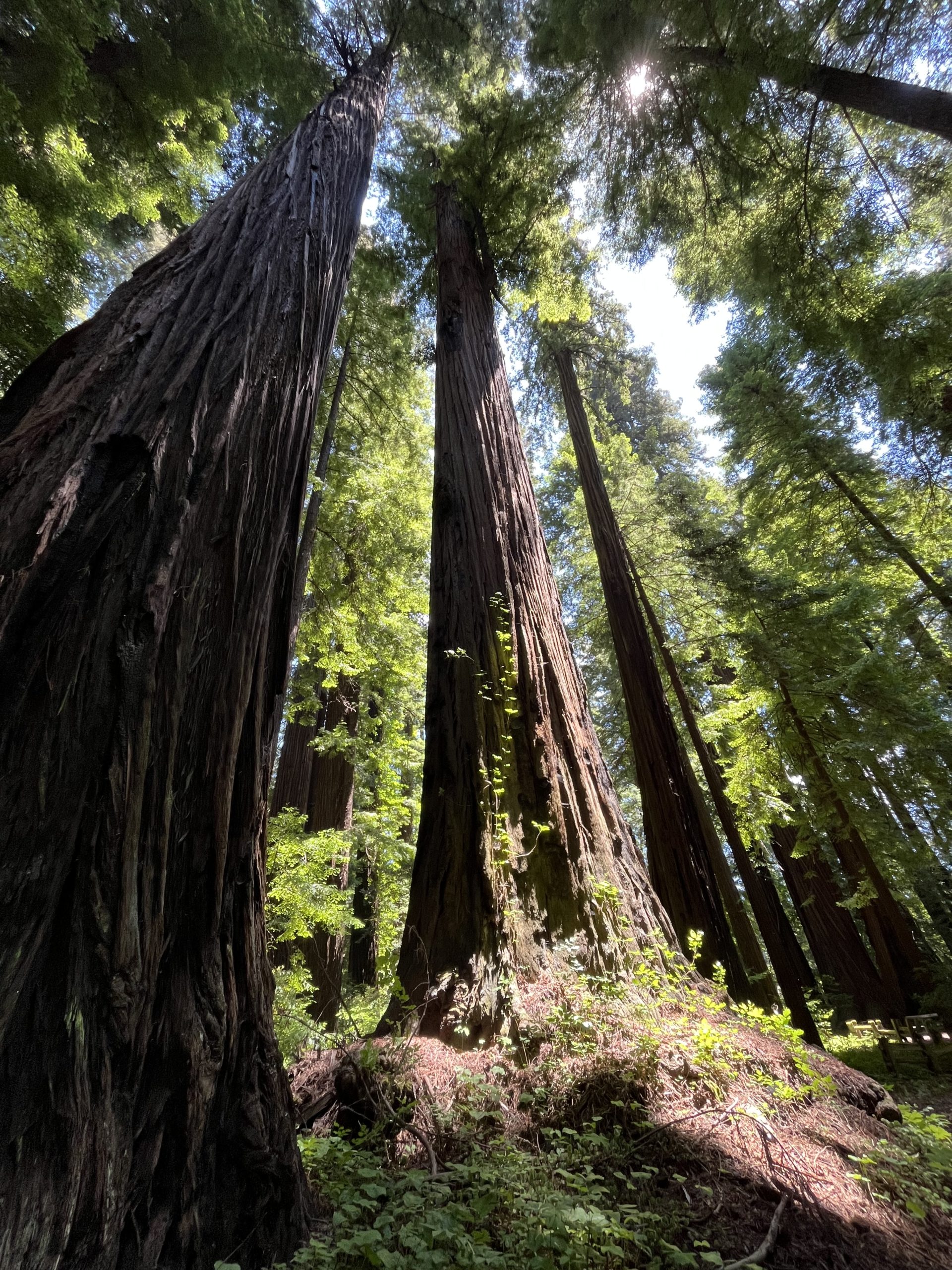 Old-Growth Redwood Forest