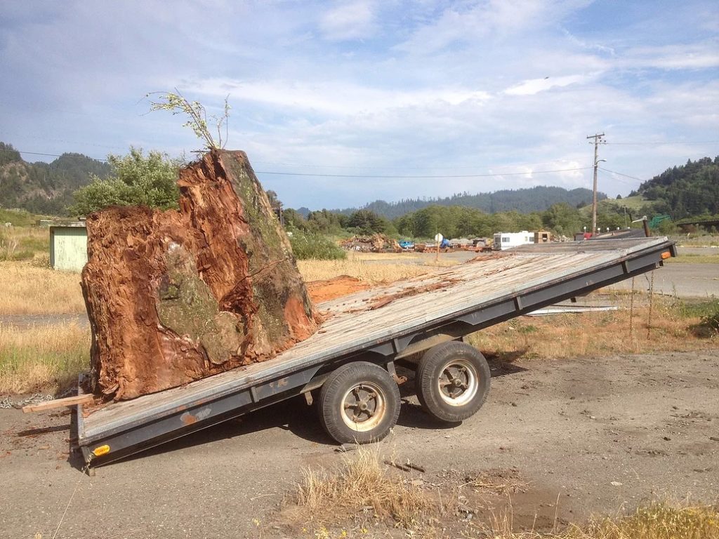 Redwood Burl Stump on Trailer