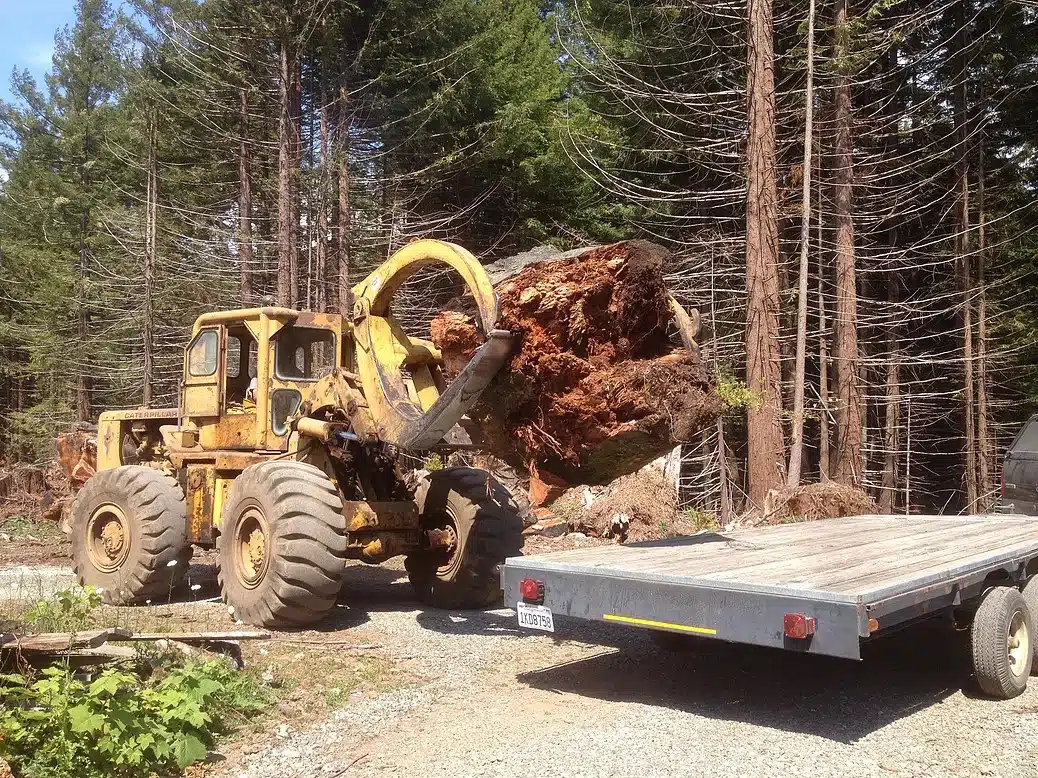How does a burl grow?