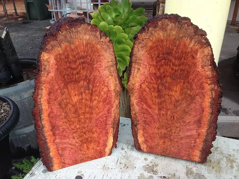 The Mysterious Live Burl
