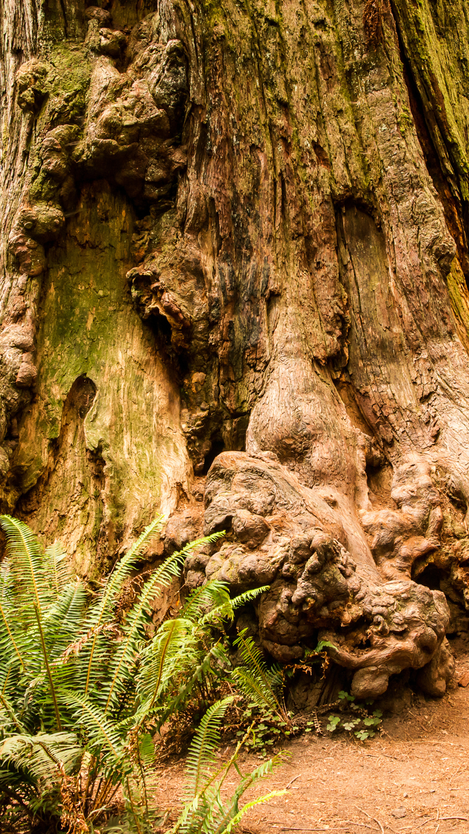 Old-growth Redwood Living Burl