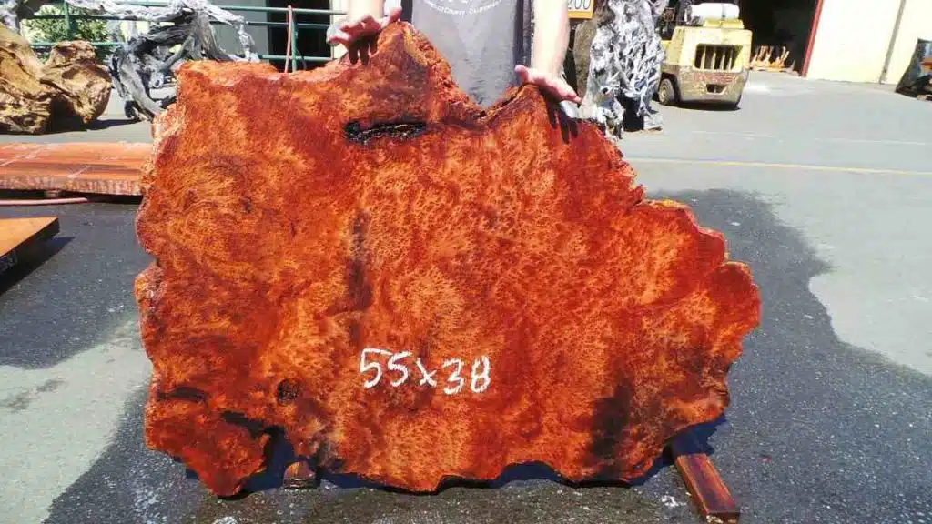 Live edge lace burl redwood burl slab 55" x 38" x 3"