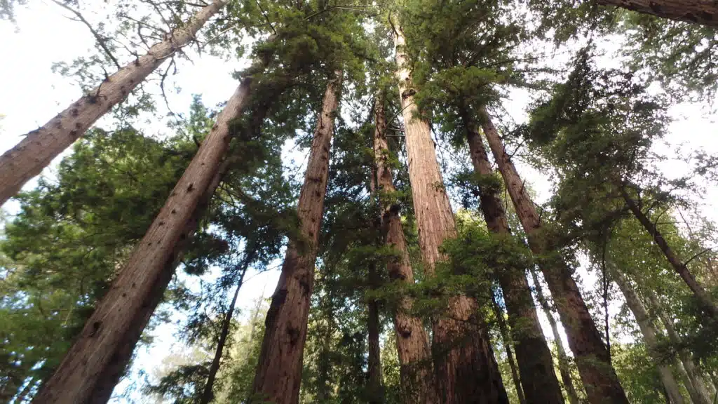 Sustainable Wood Supply - Ethical Sourcing of Redwood Burl Inc. - California, USA