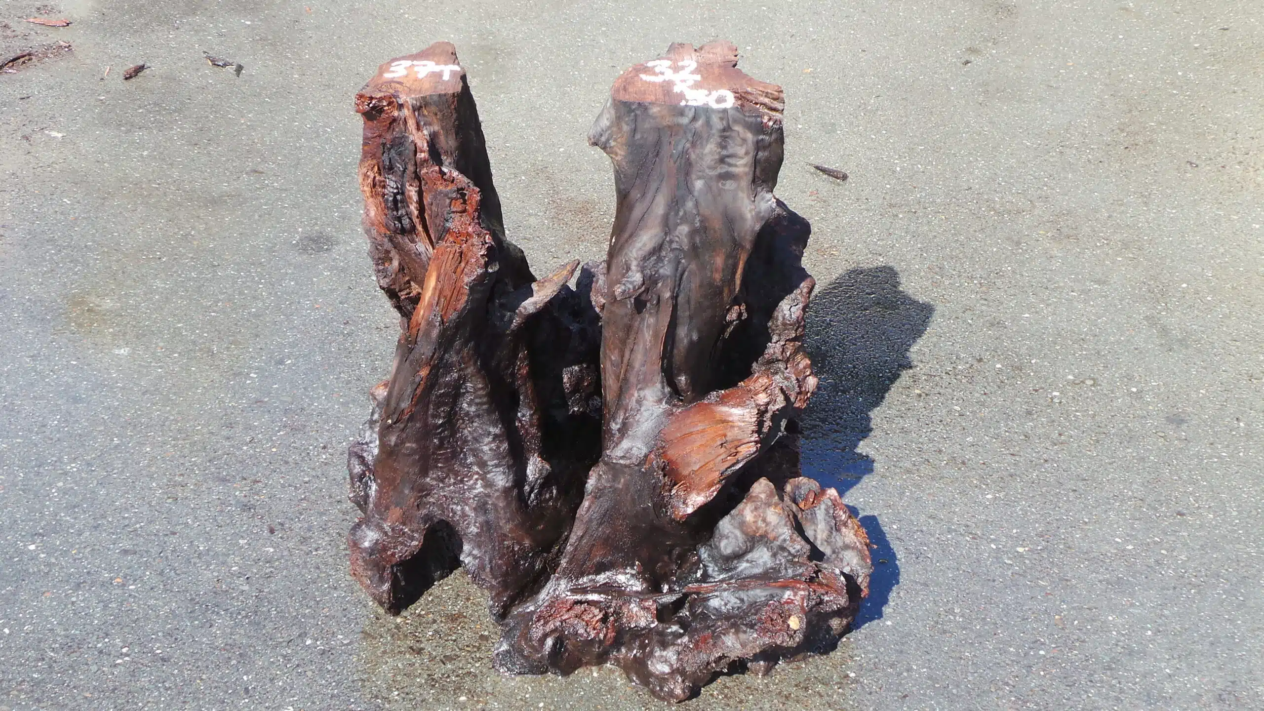 Mineral Stained Root Base