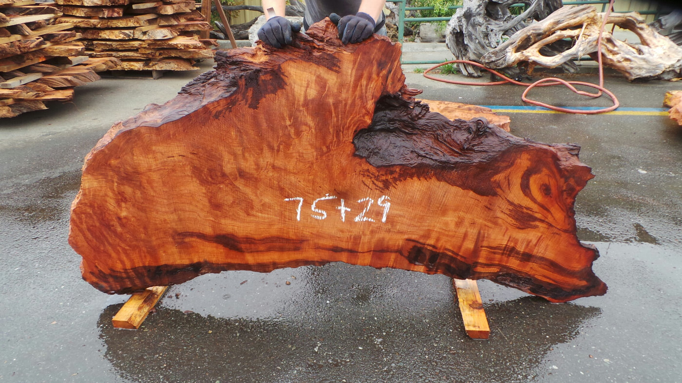 Contrasted Redwood Burl Slab with Curl Pattern