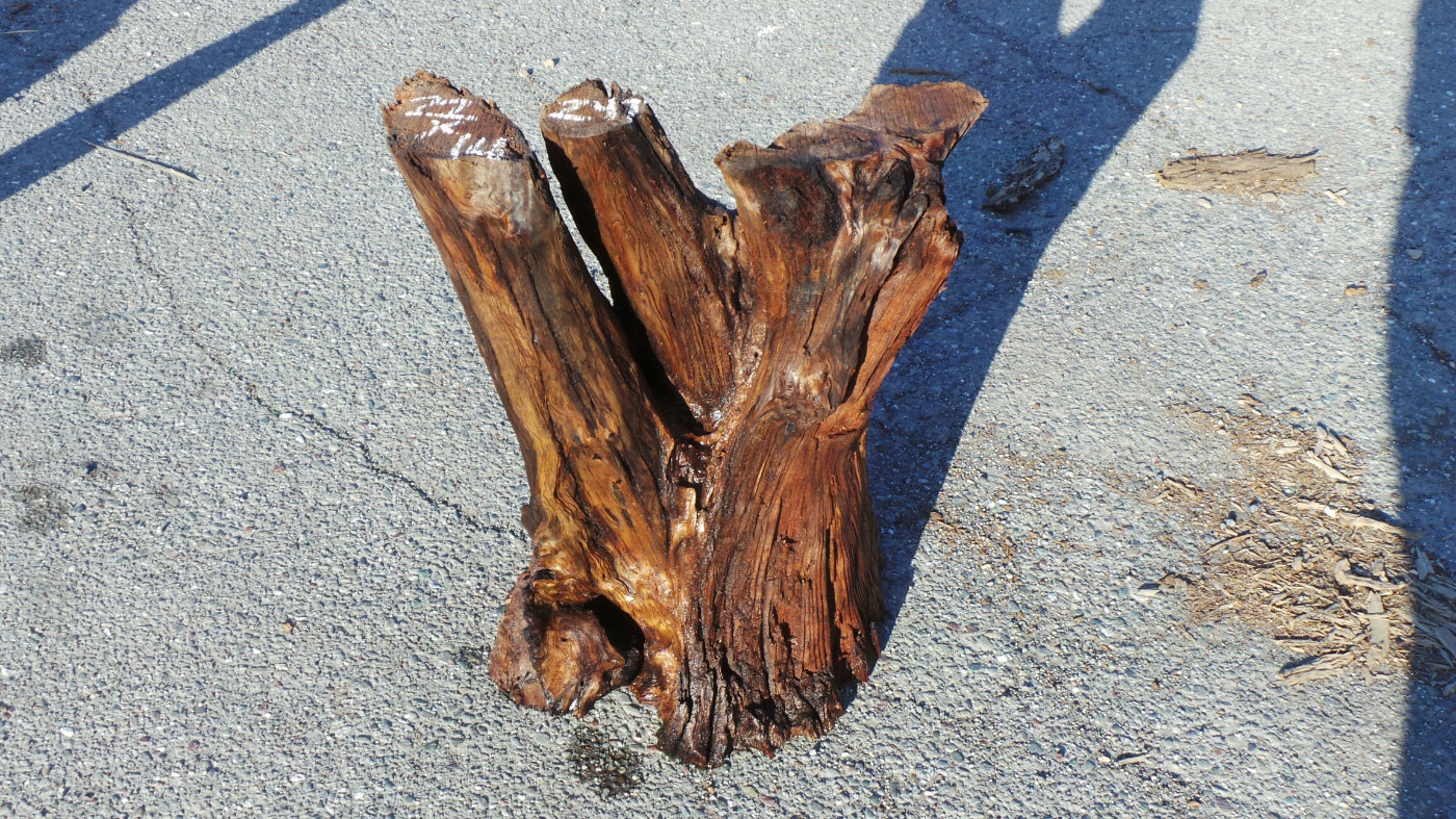 Redwood Root Table Base