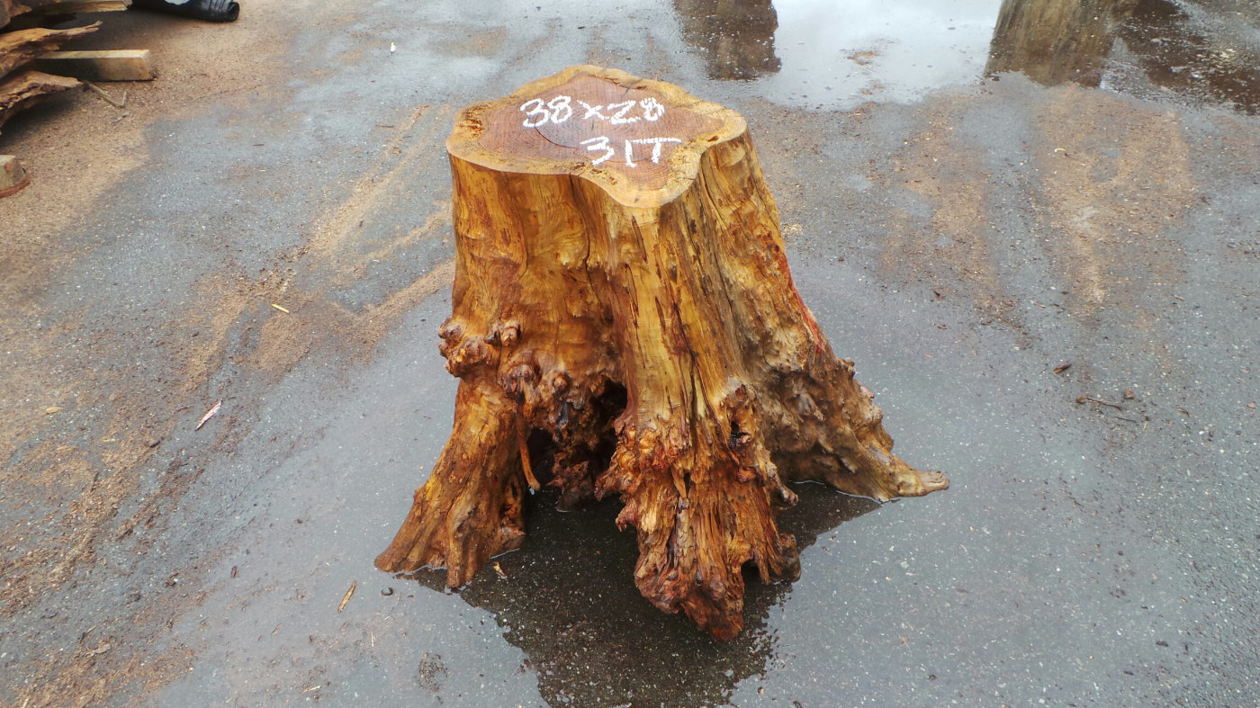 Contrasted Red Burl Tree Stump Base