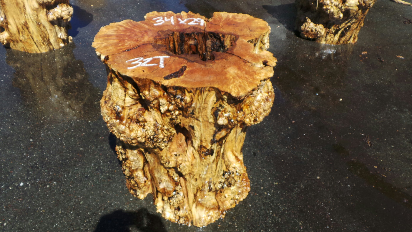 Tree Stump Dining Table Base - Redwood Burl Stumps
