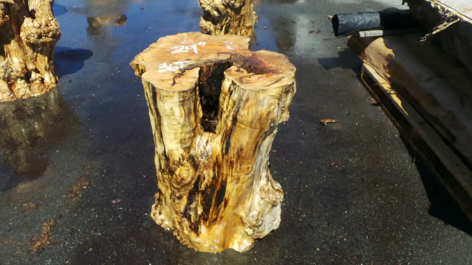 Cedar Wood Cocktail Table Base - Tall, Sturdy Events Tables from Real, Raw, Unfinished Wood