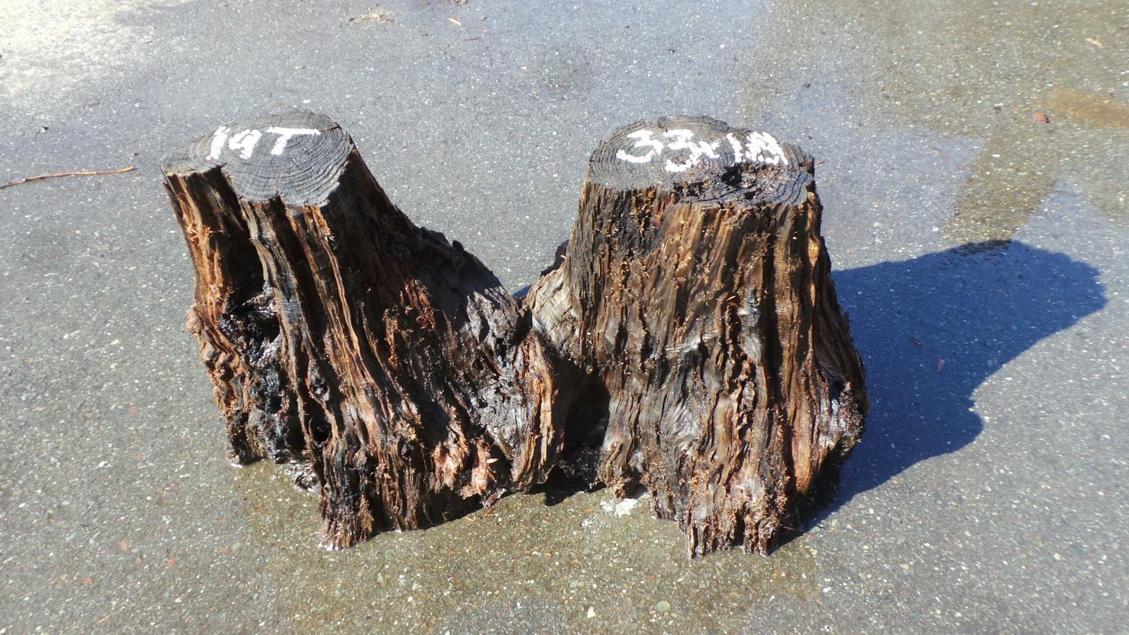 Redwood Long Stump Coffee Table