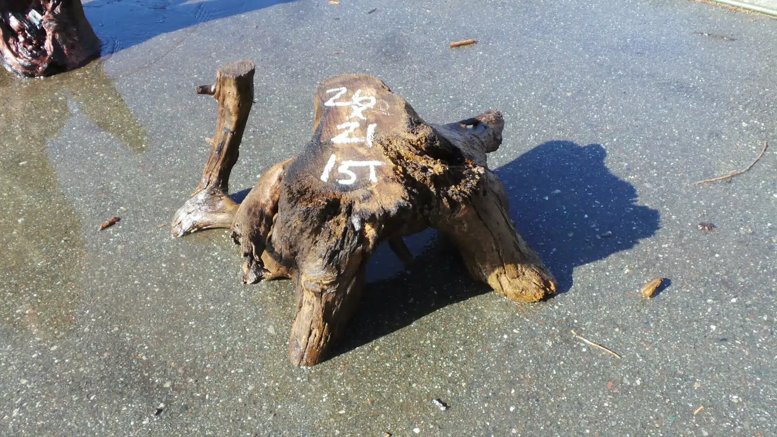 Burl wood drink table base