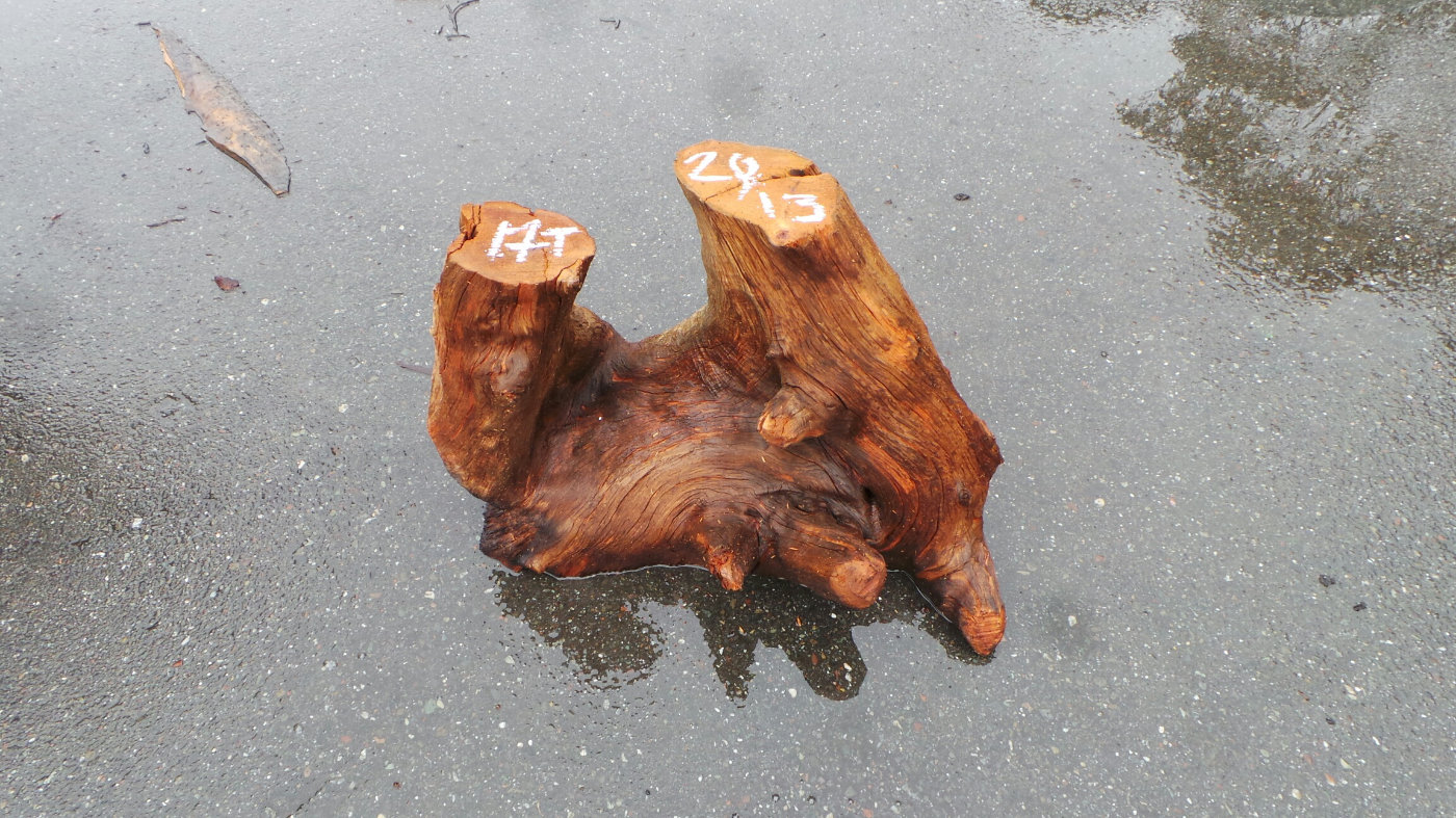 Stump Wood Roots Furniture Bases and Tables