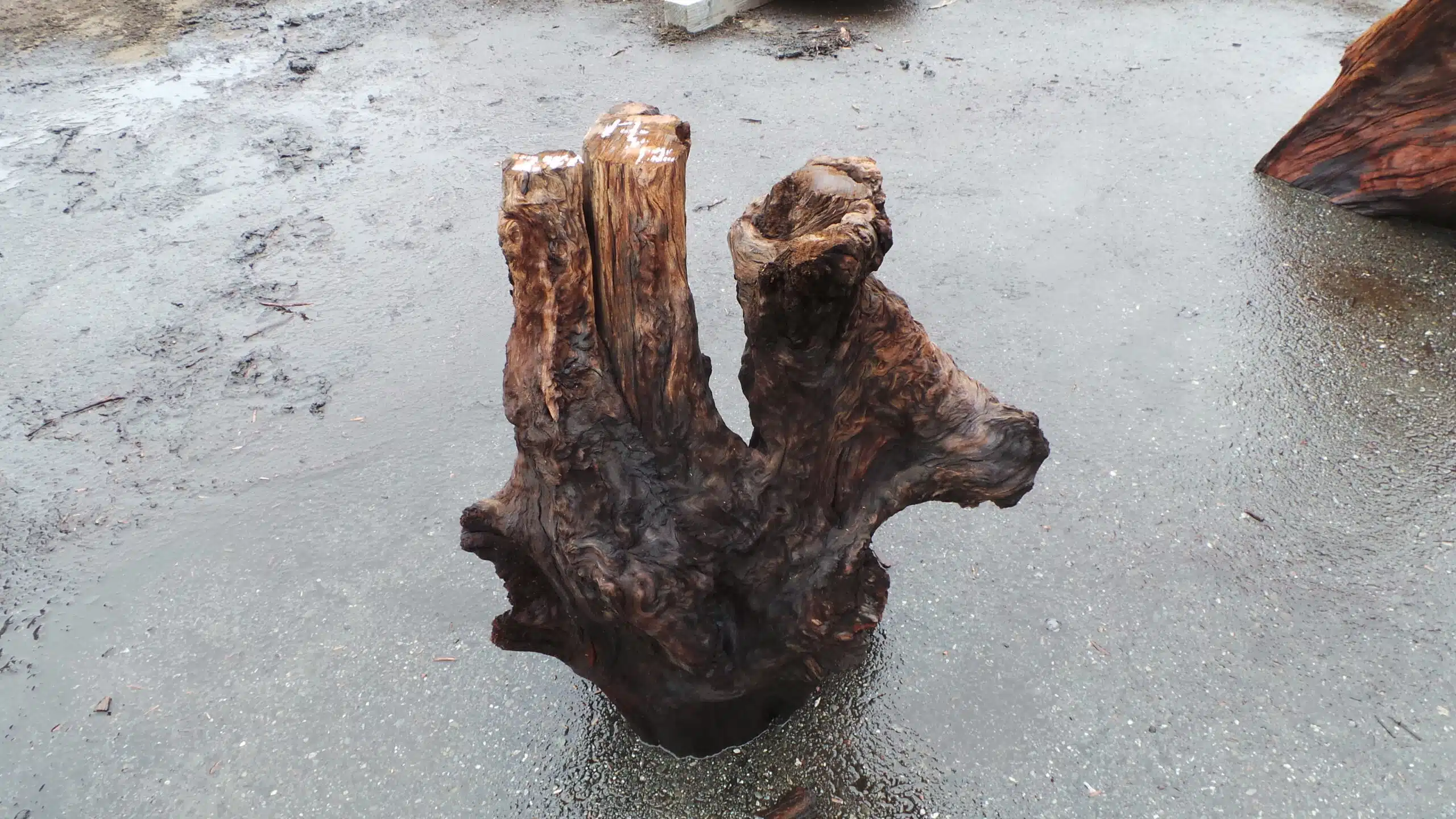 Redwood Burl Table Base