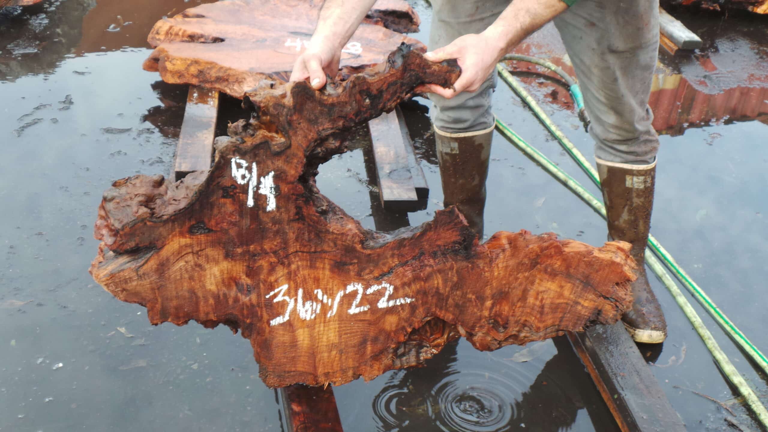 Redwood Burl Live Edge Slab