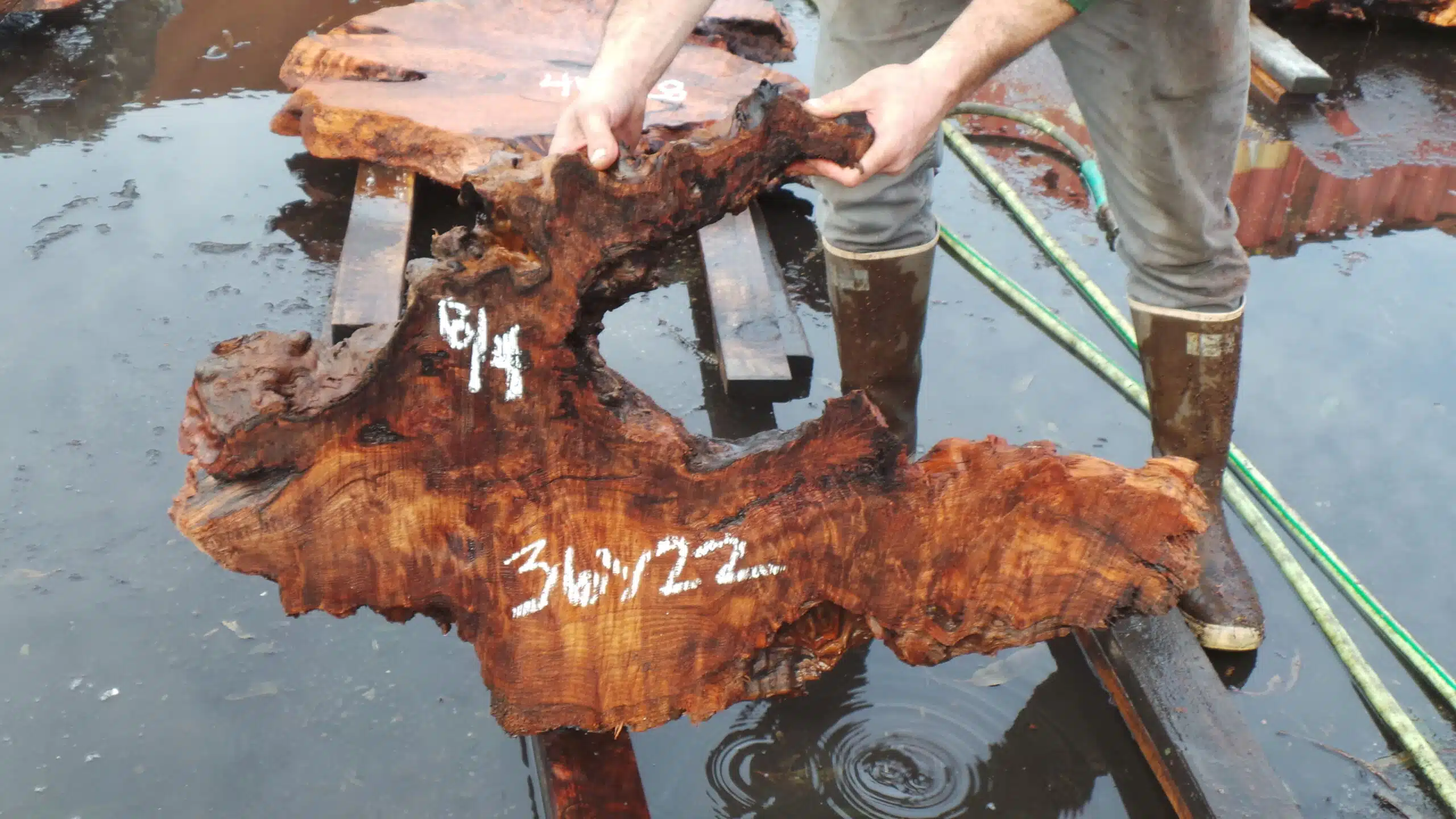 Redwood Burl Live Edge Slab