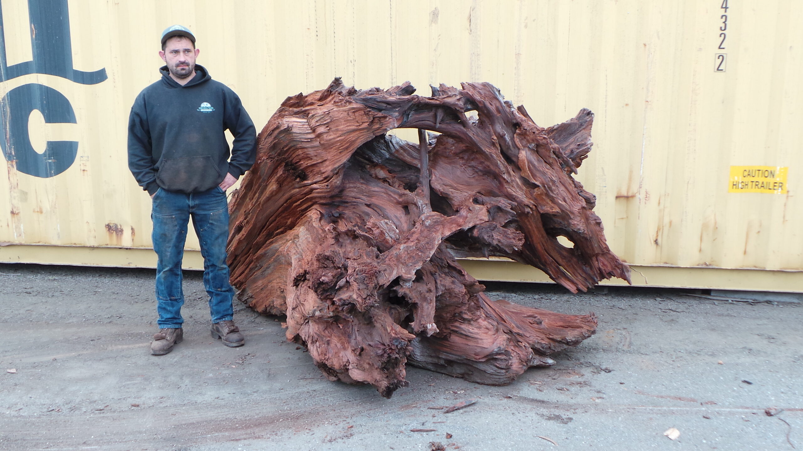 Redwood Burl Landscape Art
