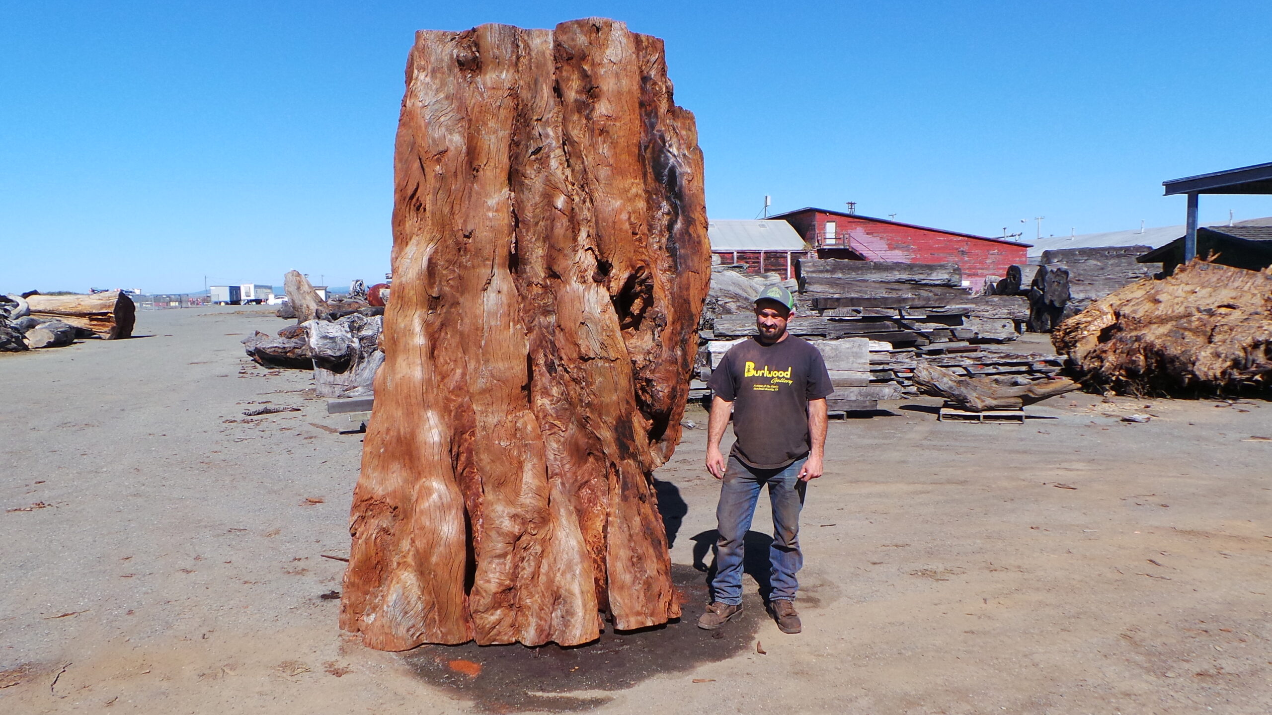 Redwood Burl Landscape Piece