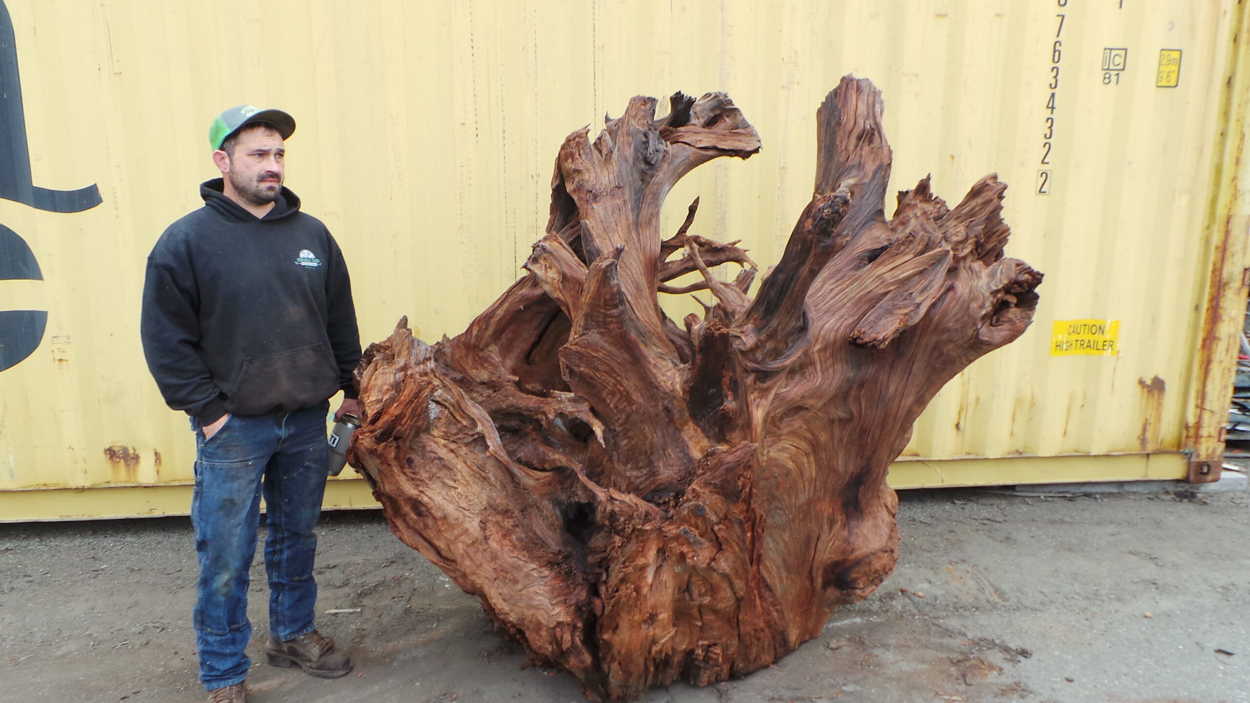 Redwood Burl Landscape Art