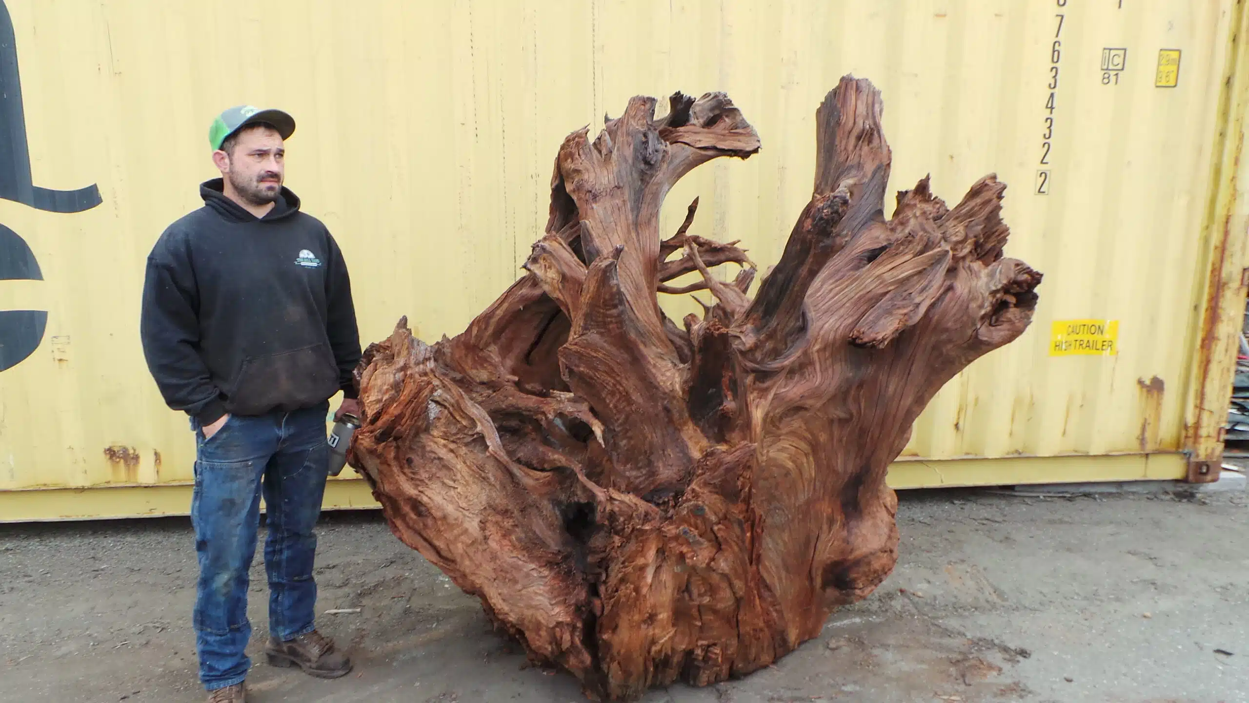 Redwood Burl Landscape Art