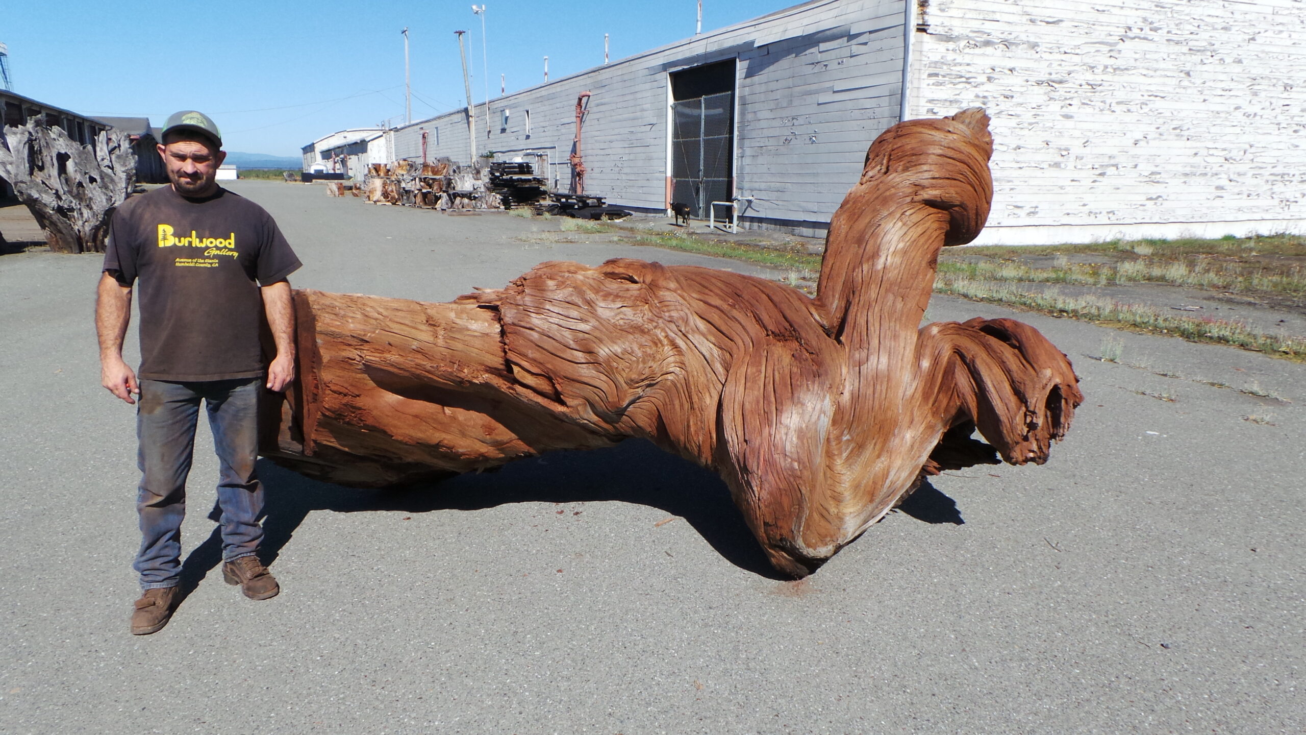 Redwood Burl Landscape Piece