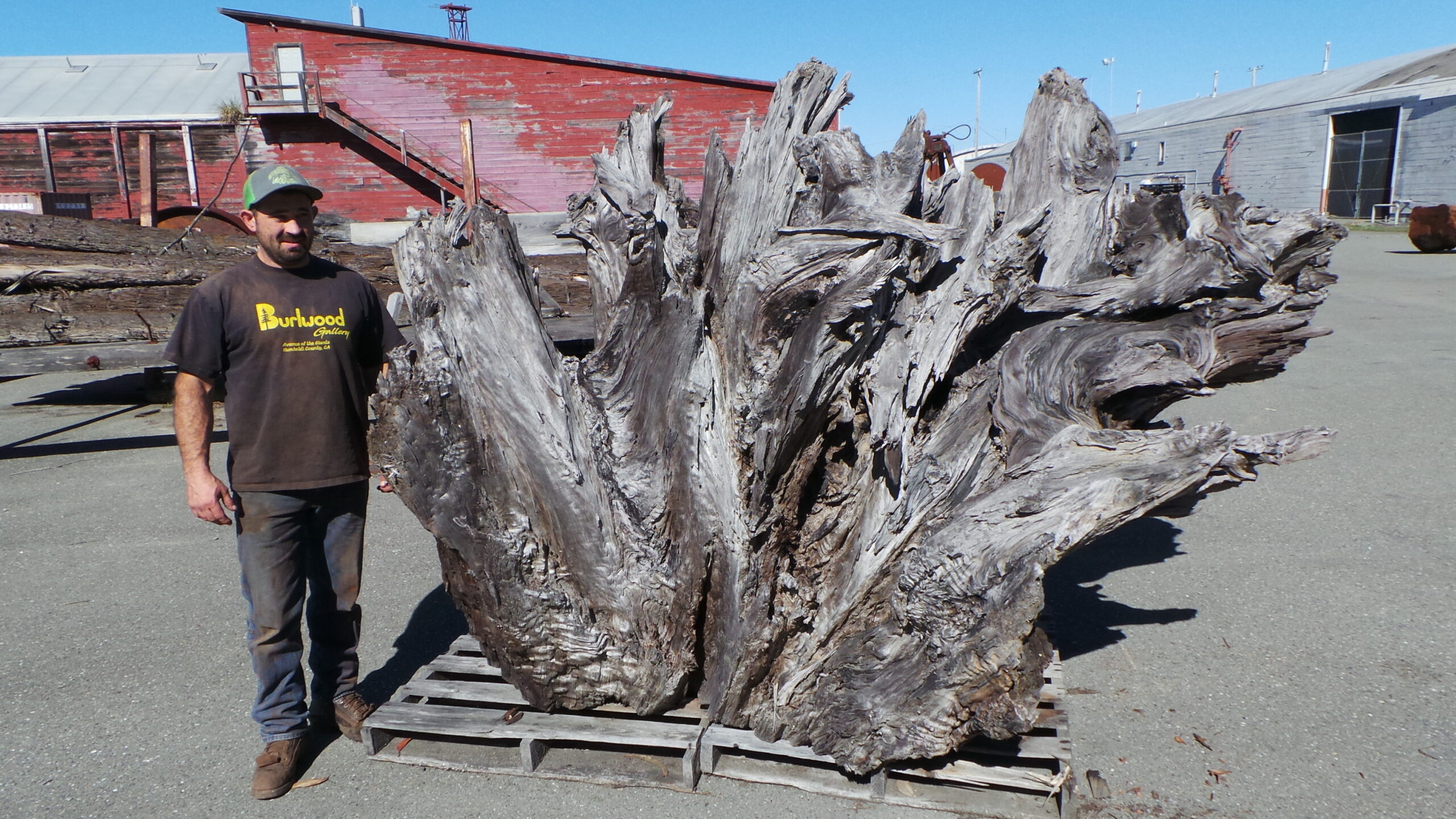 Redwood Burl Landscape Art