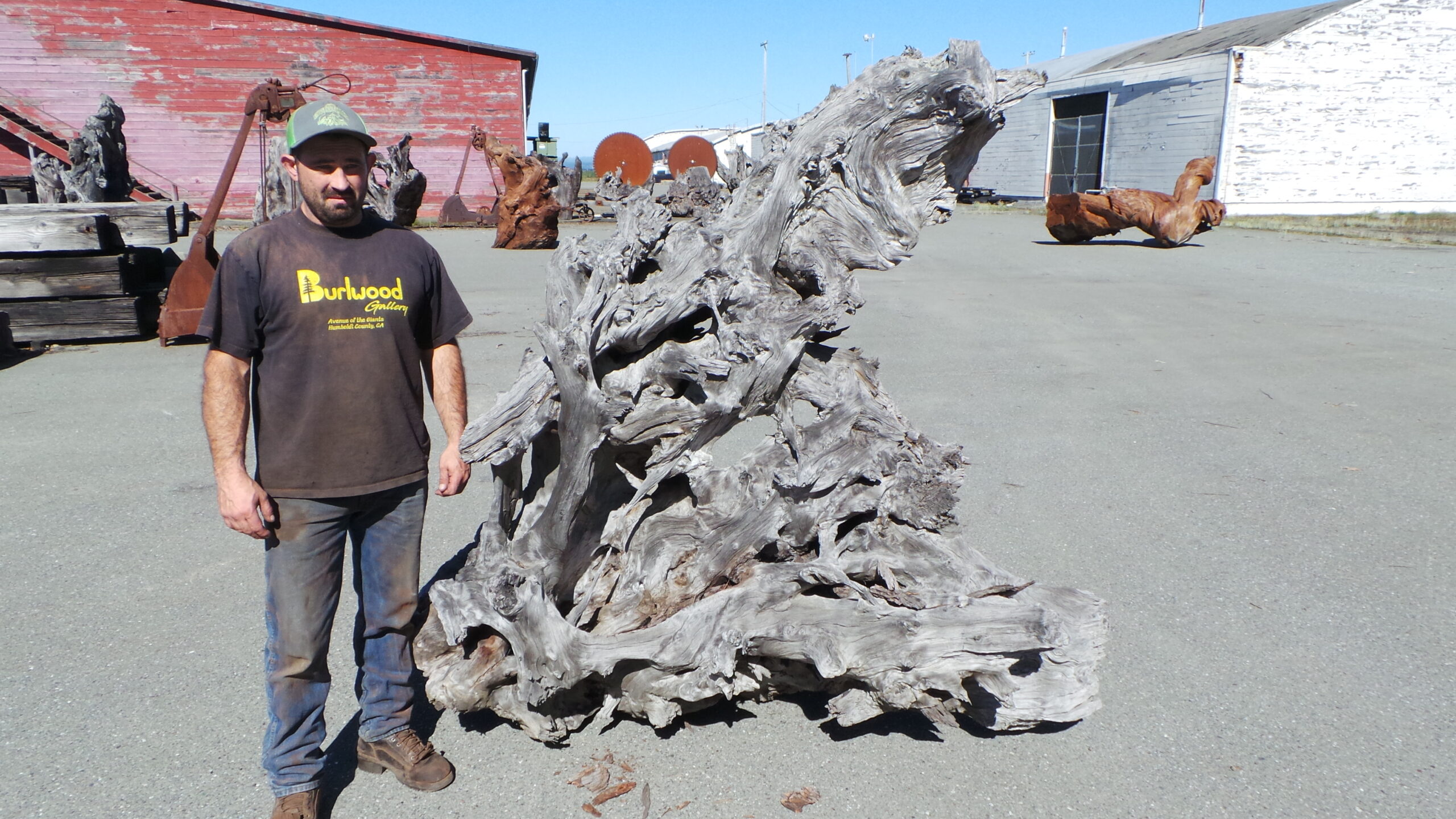 Redwood Burl Landscape Art