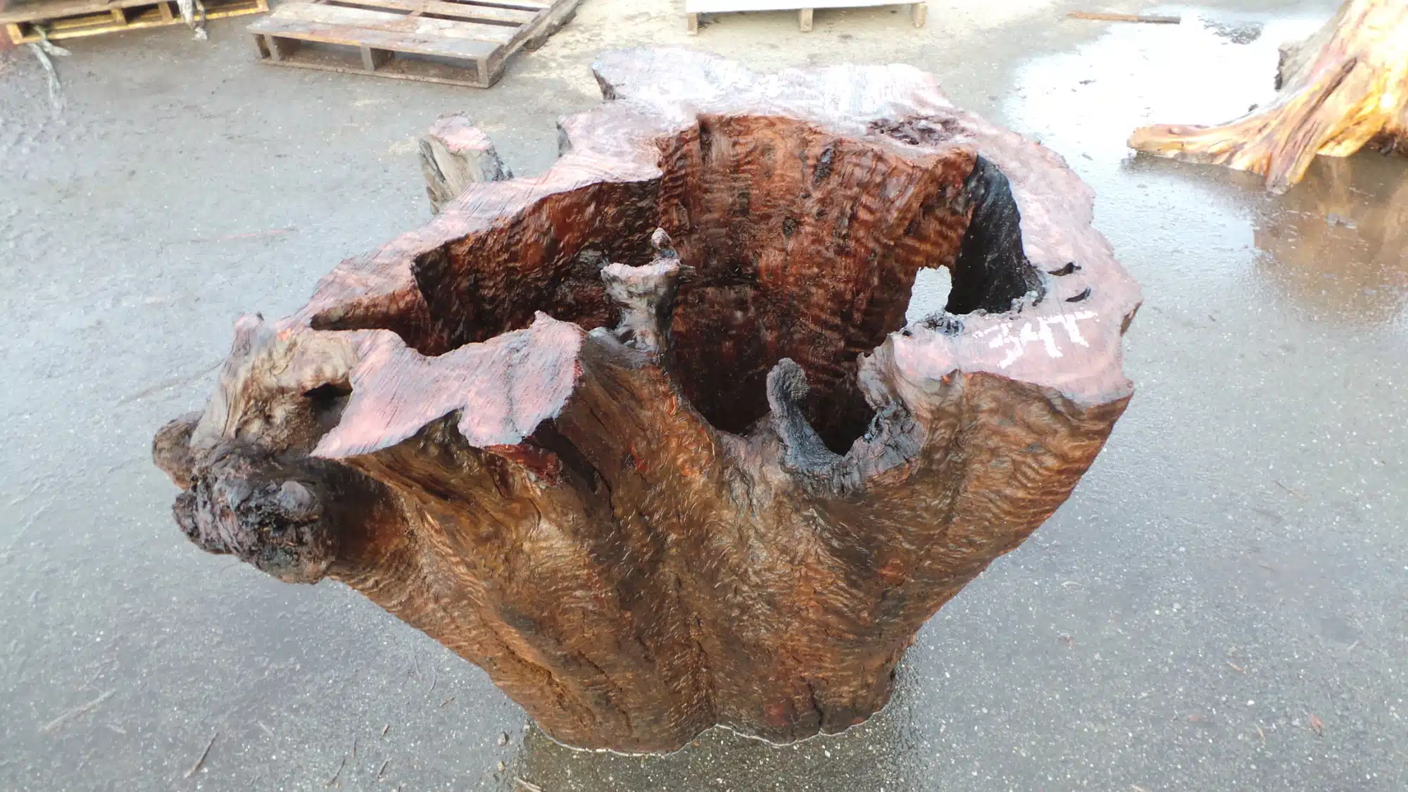 Redwood Burl Table Base