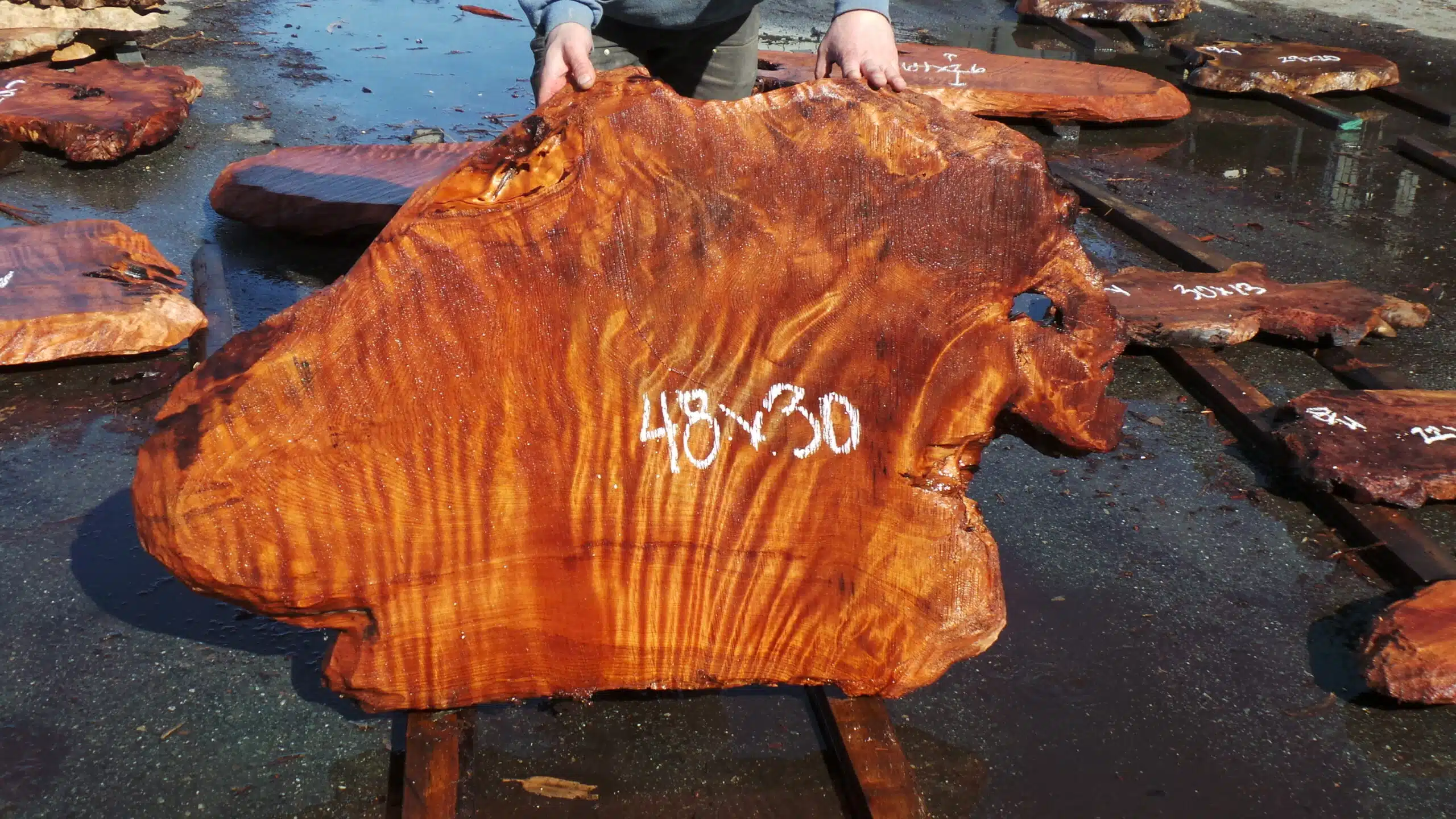 Redwood Burl Slab