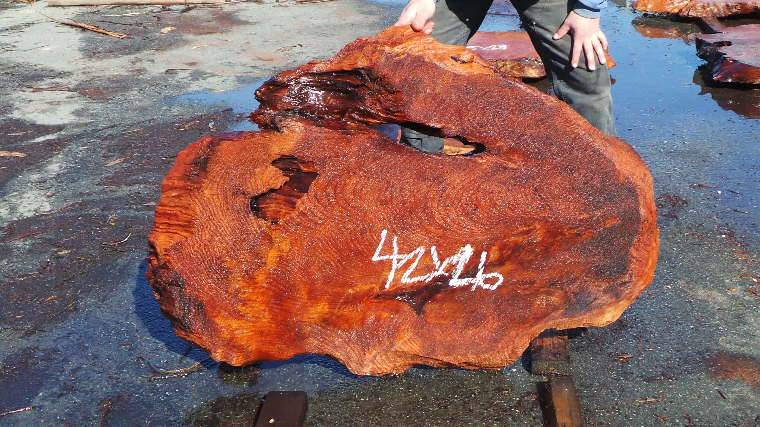 Redwood Burl Slab