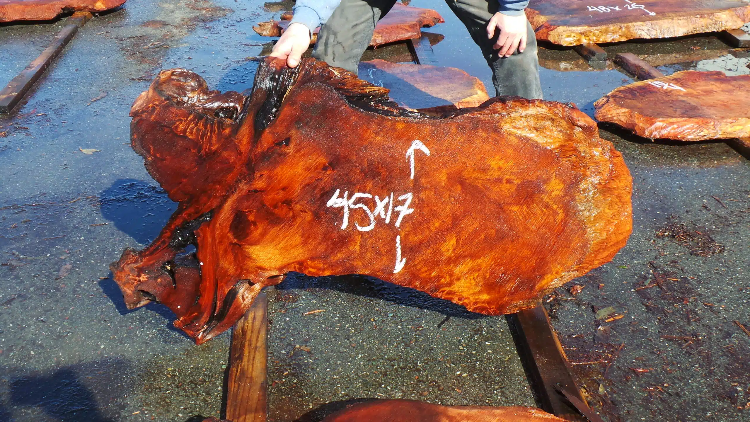 Redwood Burl Slab