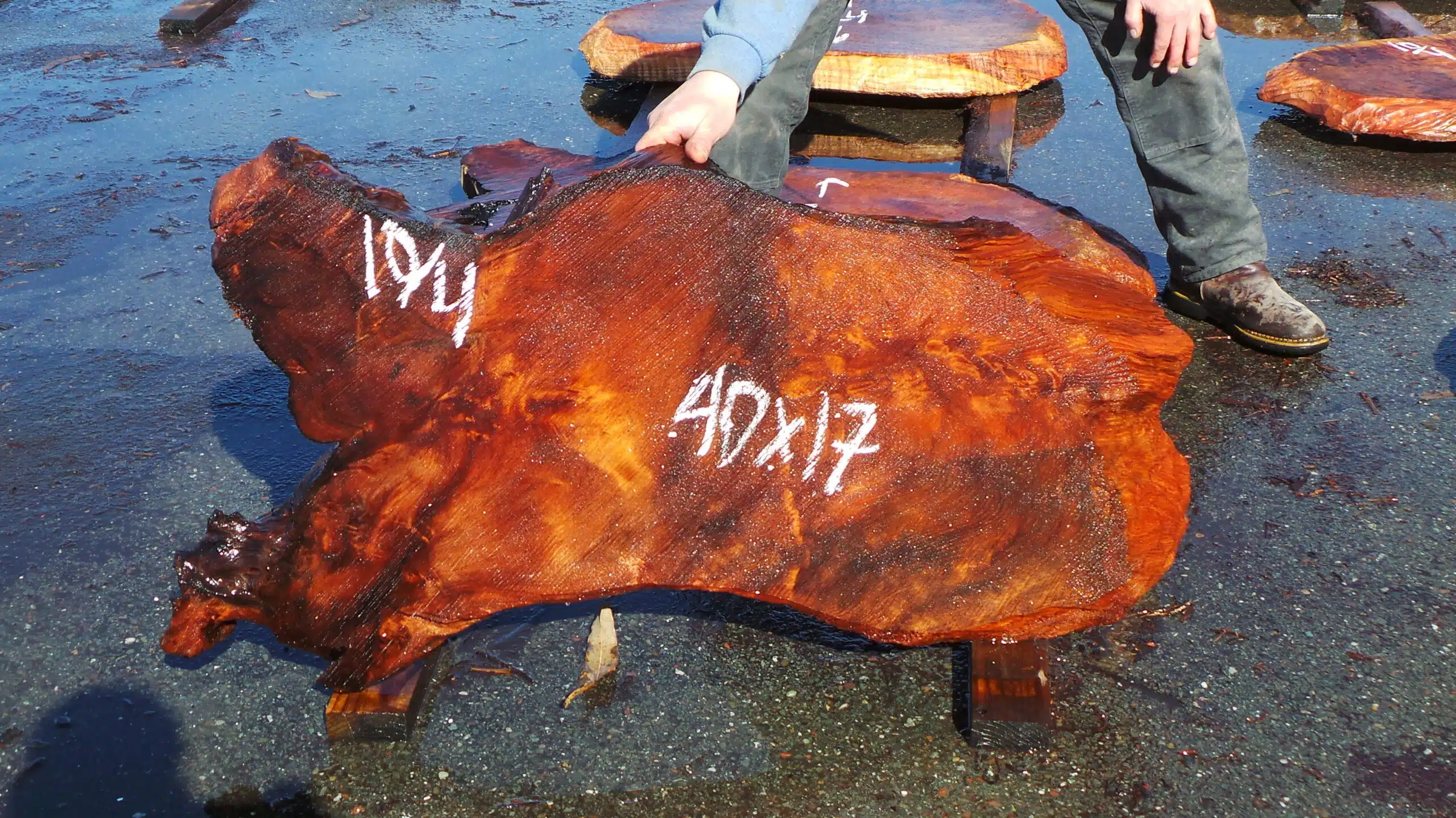 Redwood Burl Slabs
