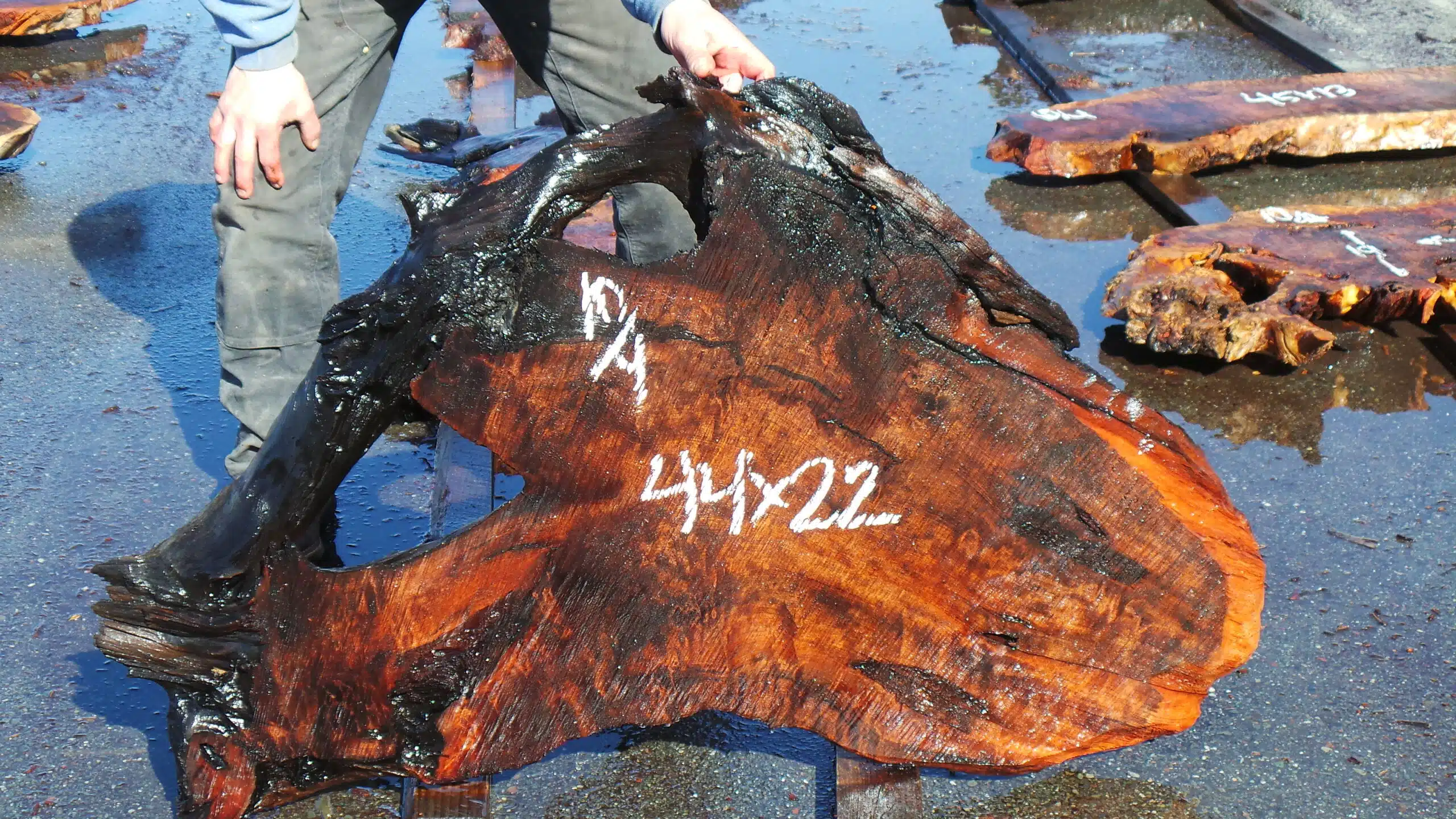Redwood Burl Slab