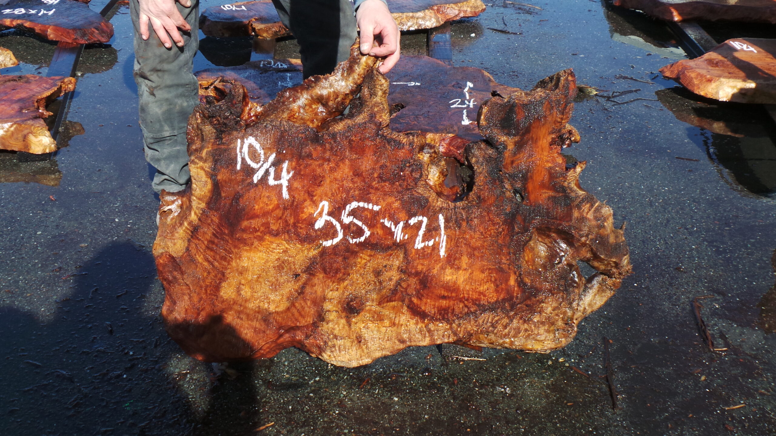 Redwood Burl Slab