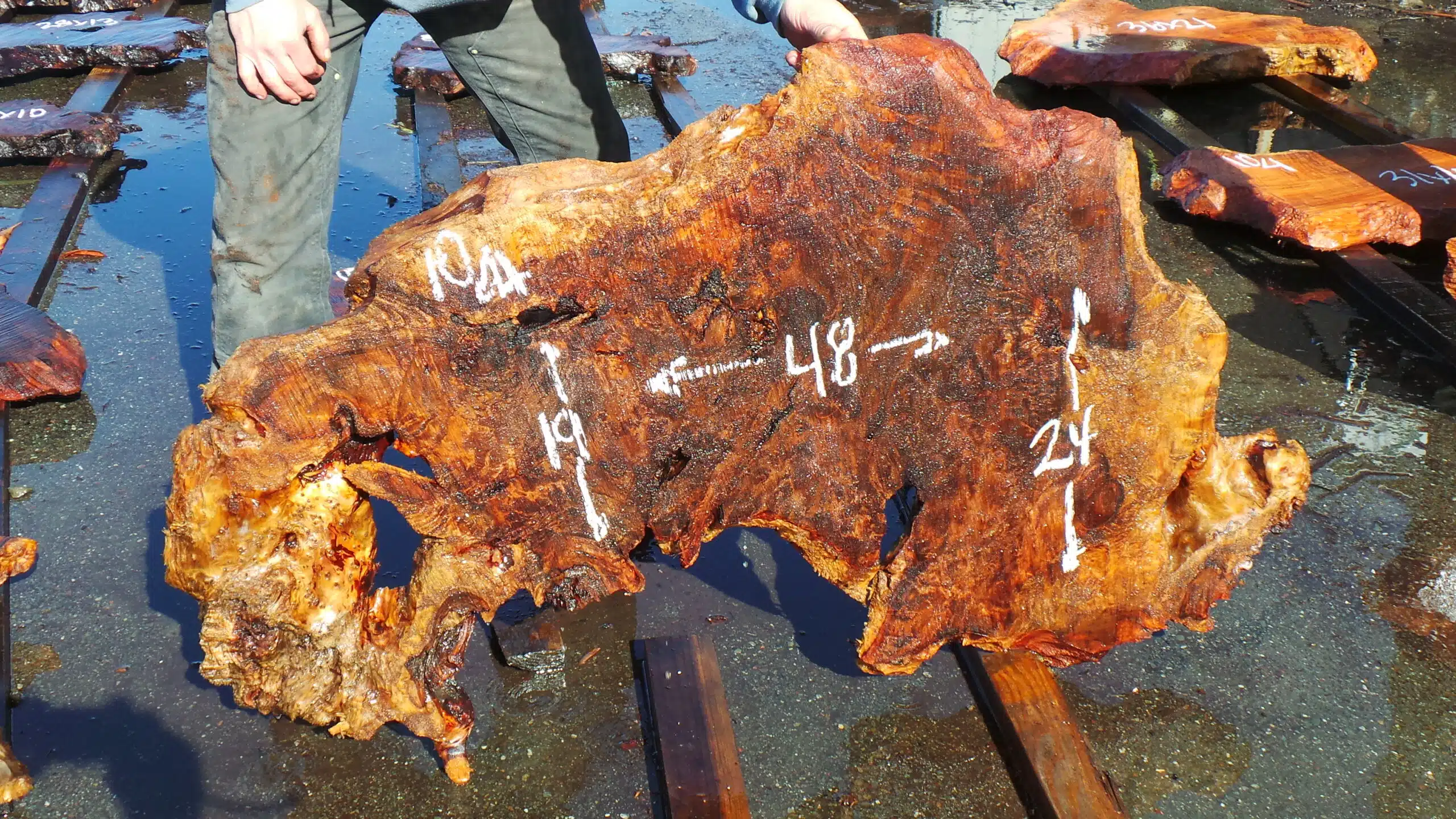 Redwood Burl Slab
