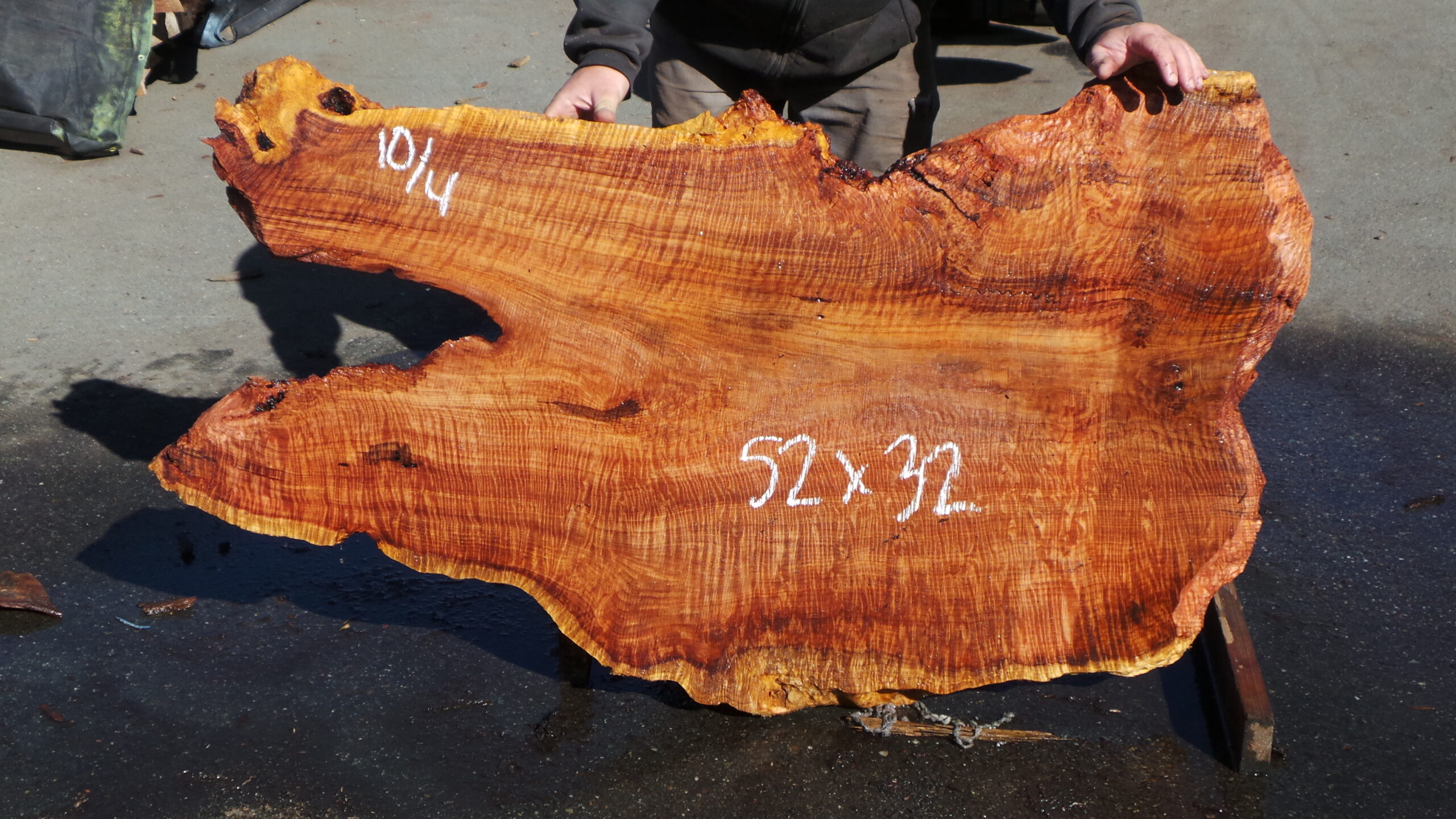 Redwood Burl slab measuring 52 inches by 32 inches and 2.5 inches thick.