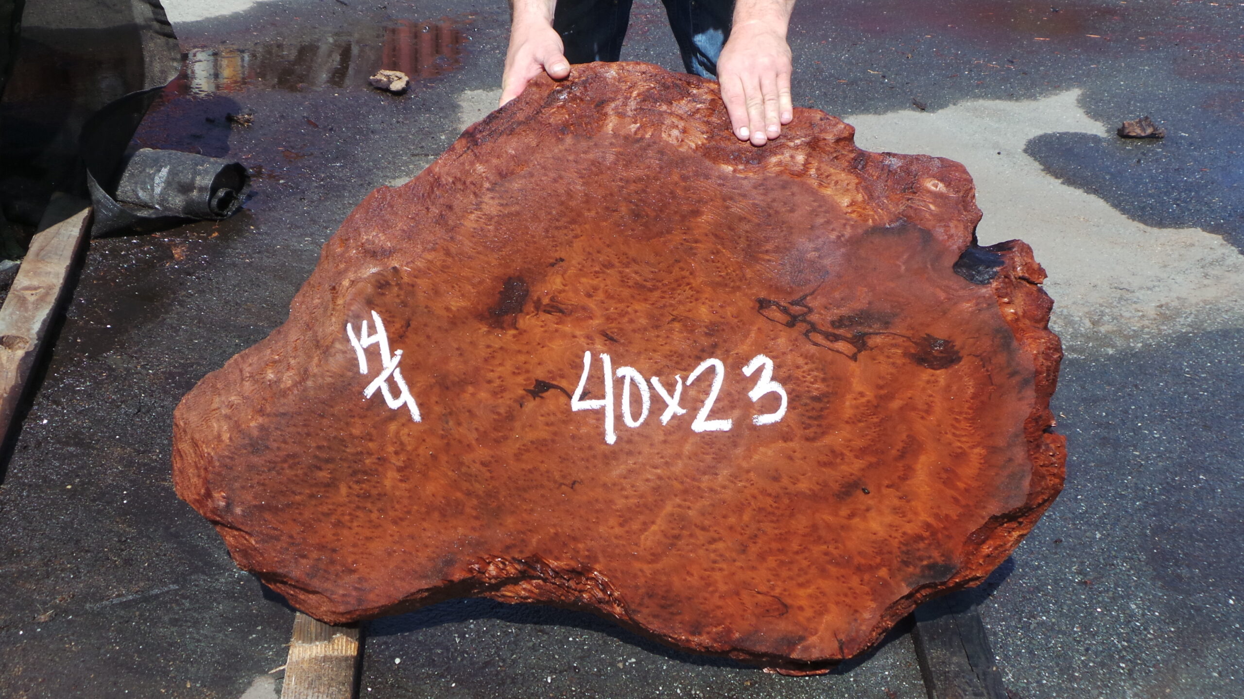 Redwood Burl slab measuring 40 inches by 23 inches and 3.5 inches thick.