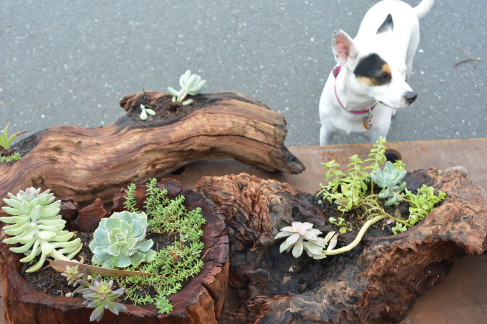 Redwood Root Stump Flower Planters