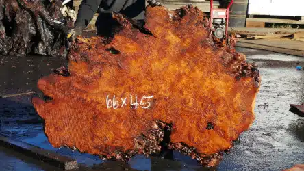 Redwood Burl Slabs