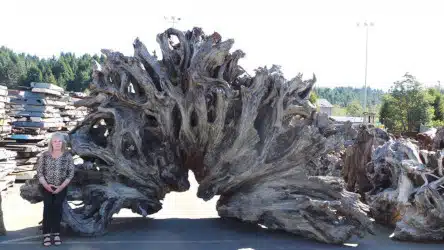 Redwood Landscape Pieces
