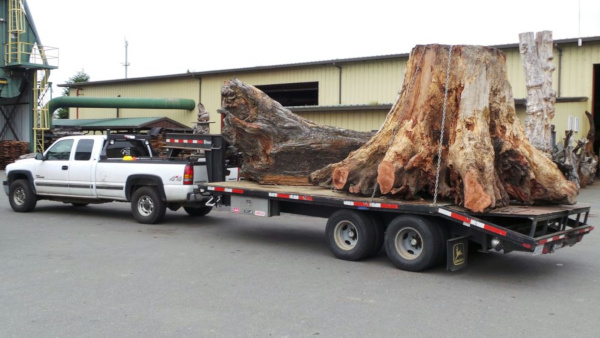 How does a burl grow? These are some burl growth examples.